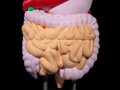 Anatomisk modell av fordøyelsessystemet