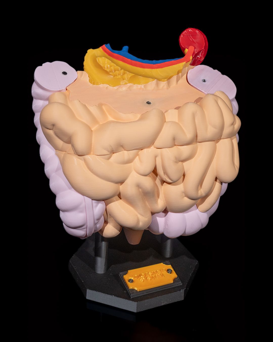 Anatomisk modell av fordøyelsessystemet - Bilde 7