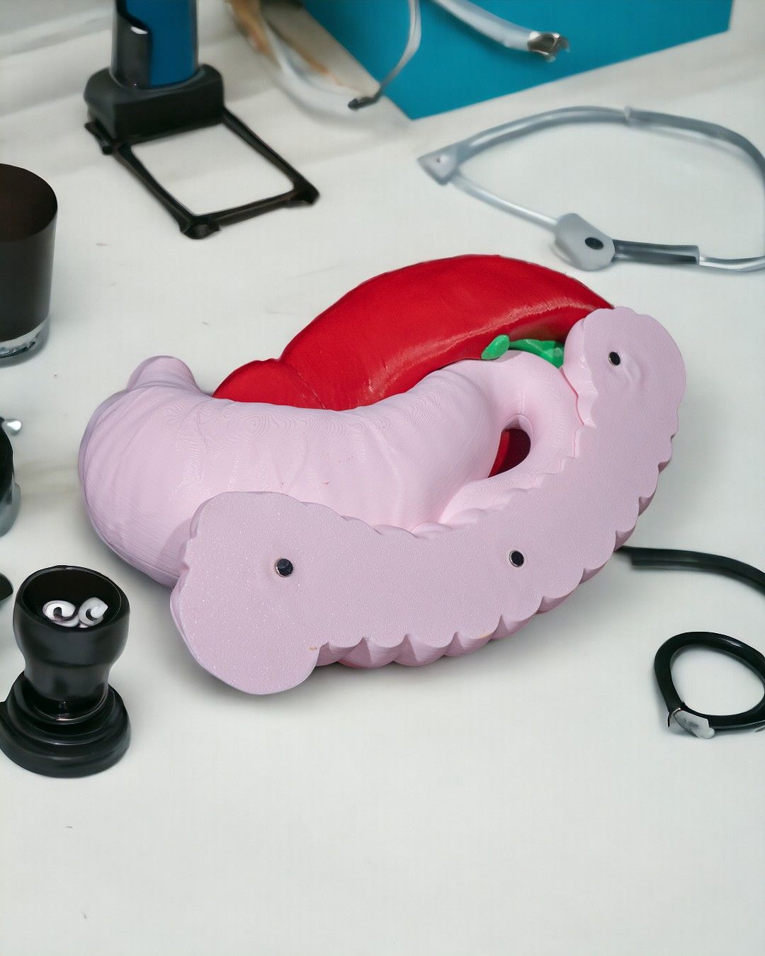 Anatomisk modell av fordøyelsessystemet - Bilde 9