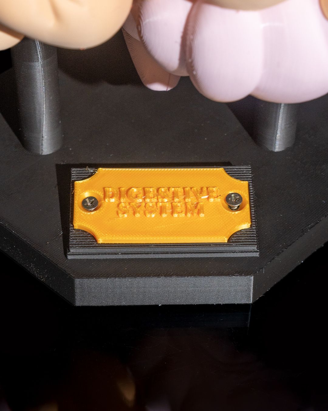 Anatomisk modell av fordøyelsessystemet - Bilde 10