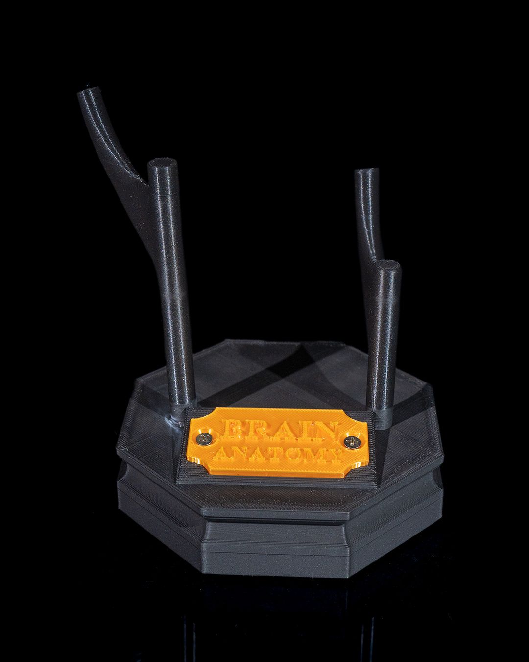 Menneskets hjerne - Bilde 7