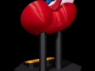 Anatomisk modell av nyren