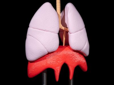 Anatomisk modell av lungene