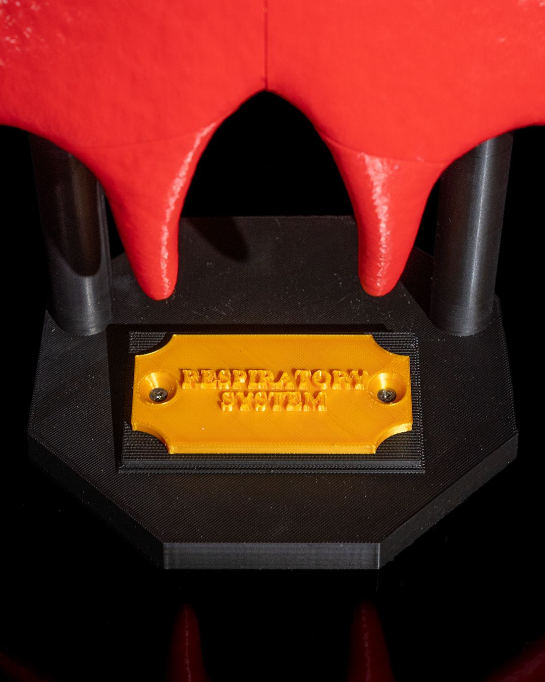 Anatomisk modell av lungene - Bilde 9