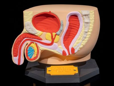 Mannlig reproduksjonssystem