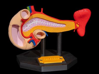 Anatomisk modell av bukspyttkjertelen
