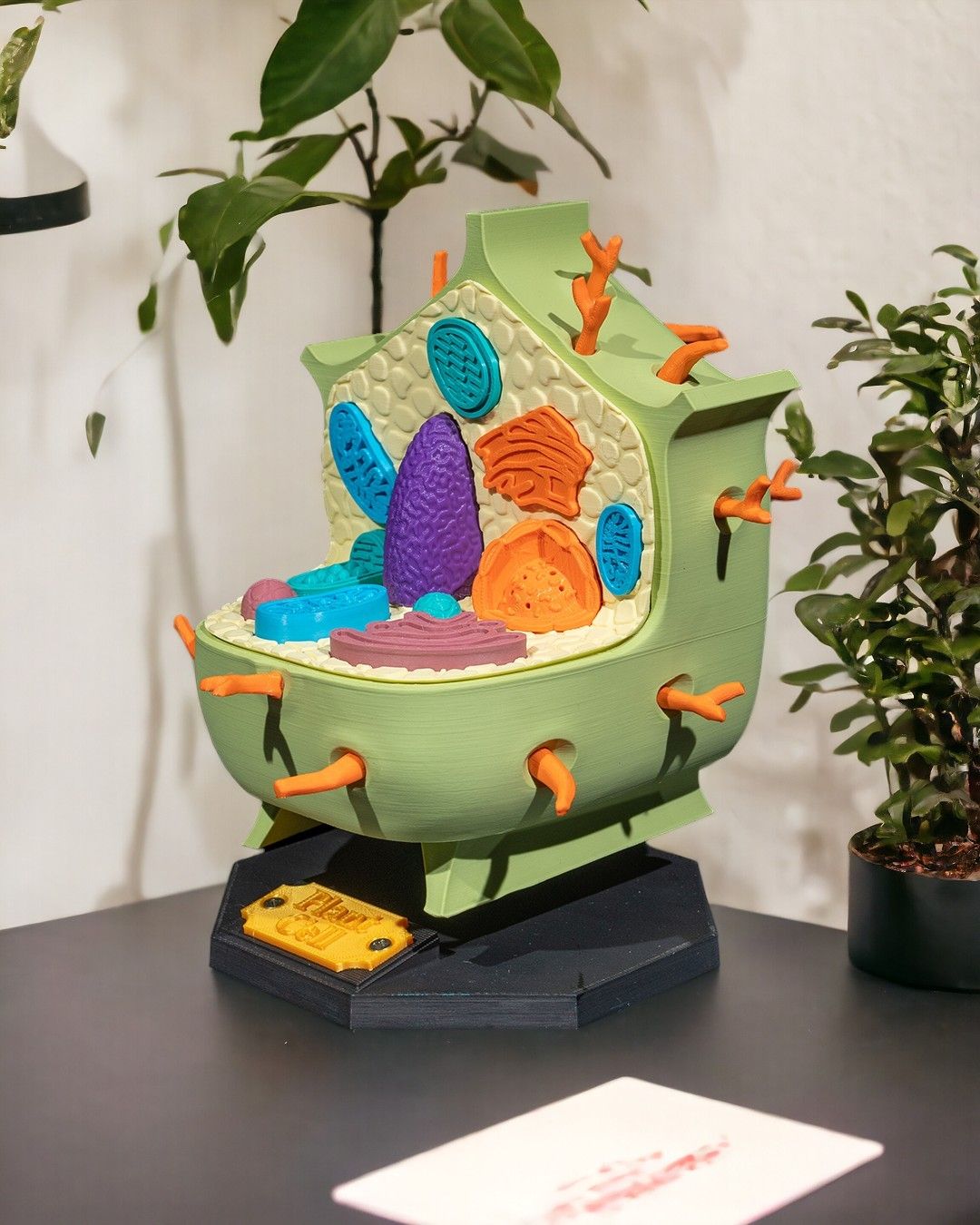 Plantecelle - Bilde 4