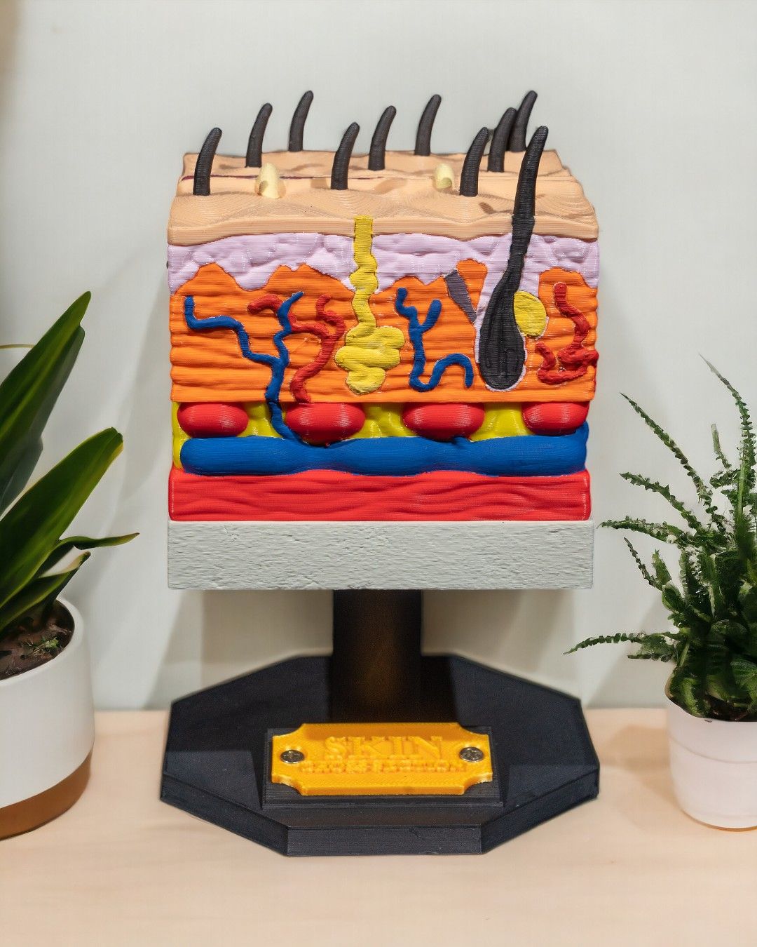 Hud – tverrsnitt - Bilde 2