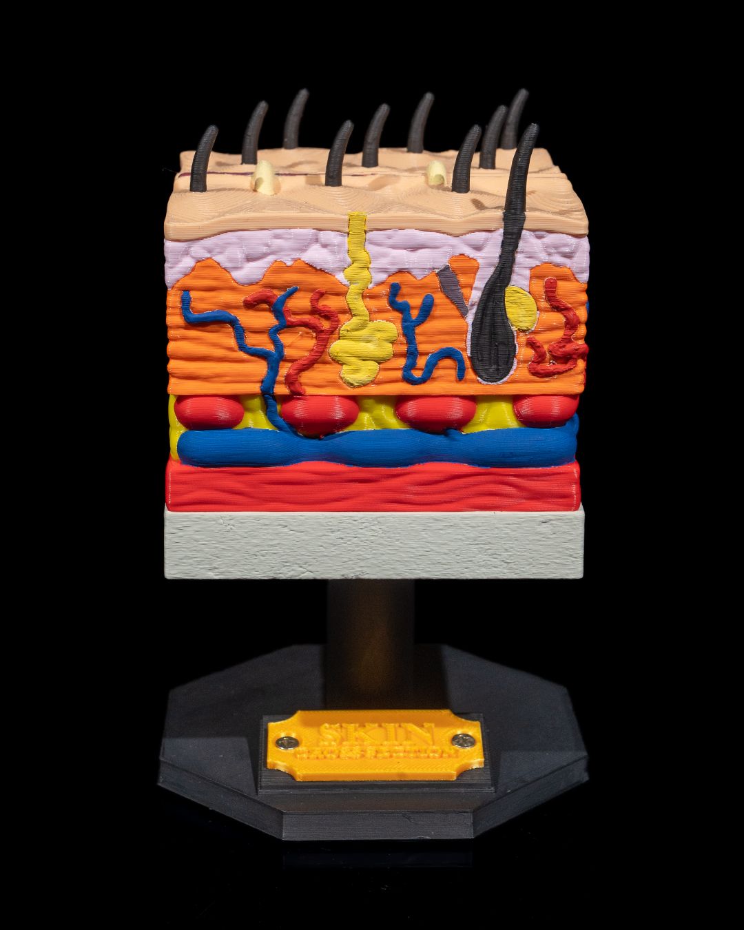 Hud – tverrsnitt - Bilde 7