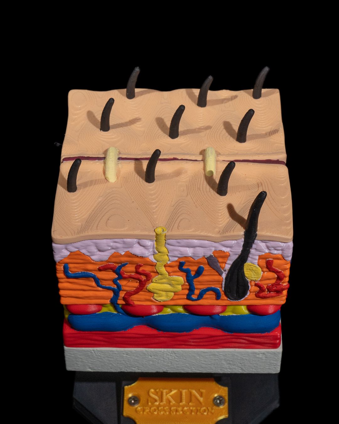 Hud – tverrsnitt - Bilde 8