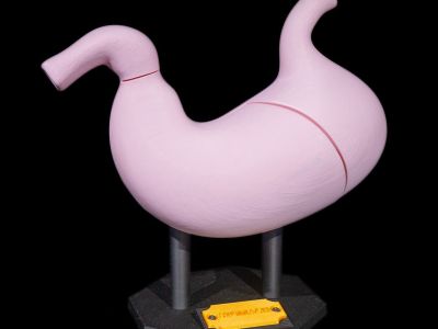 Anatomisk modell av magesekken